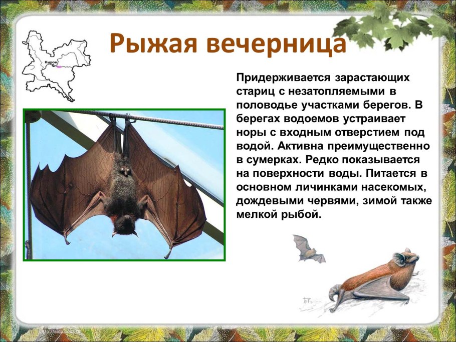 Летучая мышь Лесной нетопырь