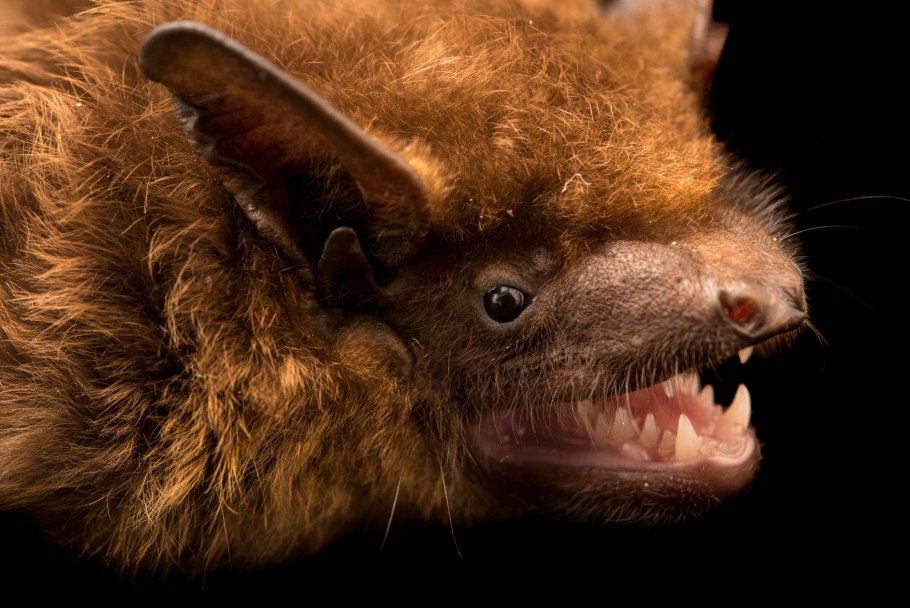 Вечерница обыкновенная летучая мышь