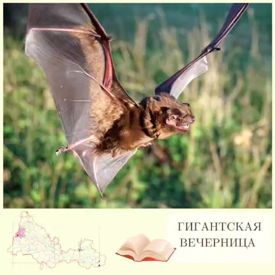 Ушан вечерница ночница