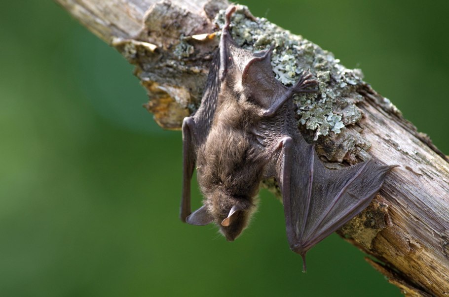 Нетопырь Натузиуса