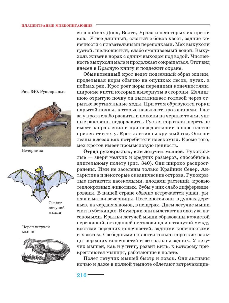 Нетопырь малый