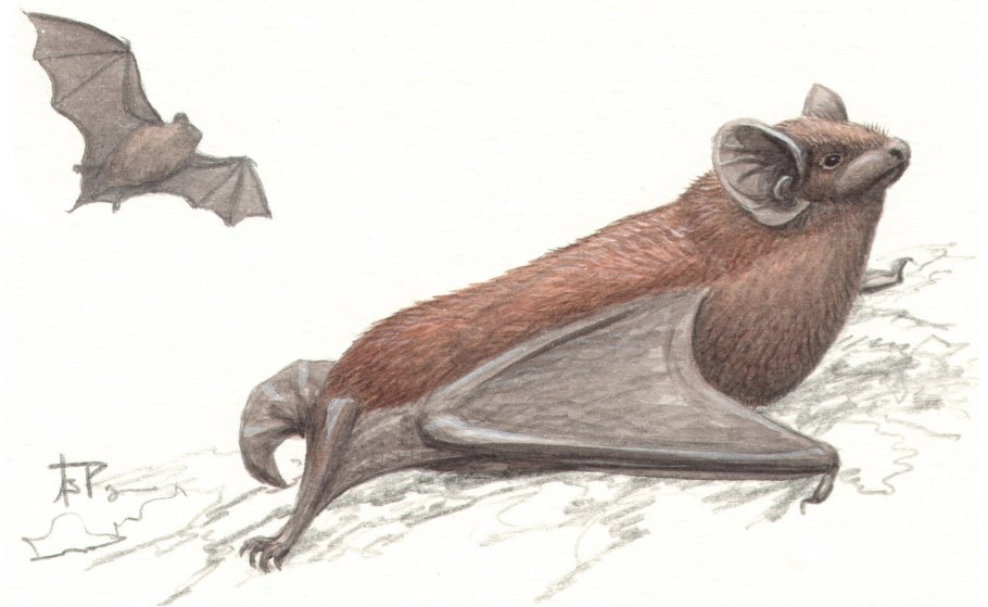 Рукокрылые Vespertilionidae