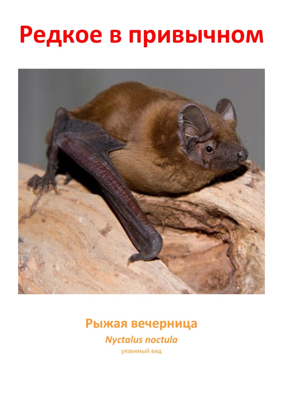 Строение летучей лисицы