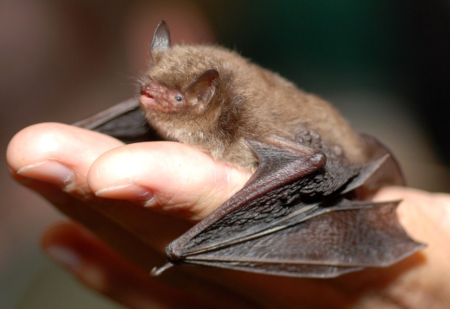 Нетопырь Натузиуса