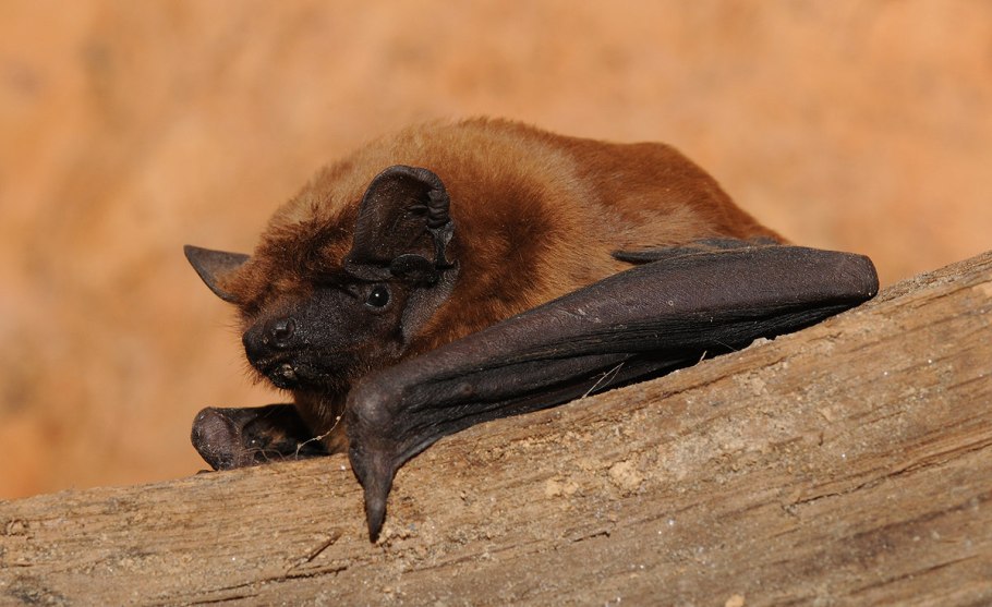 Рыжая вечерница Nyctalus noctula ареал