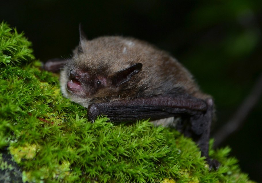 Уссурийский трубконос