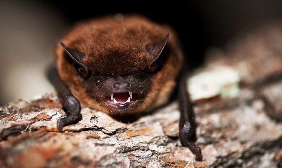 Вечерница рыжая Nyctalus noctula