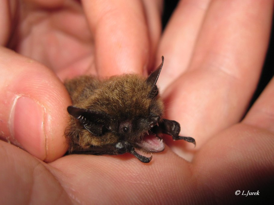 Трехцветная ночница