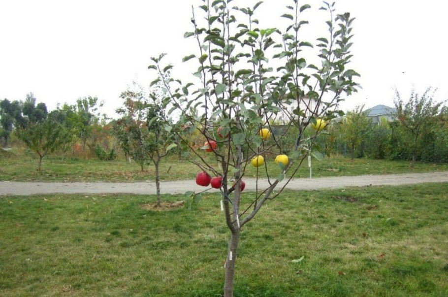 Дерево нектарин бонсай