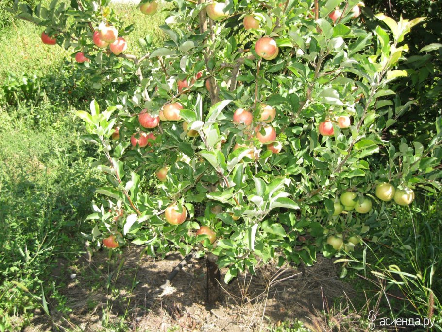 Яблоня плодовая