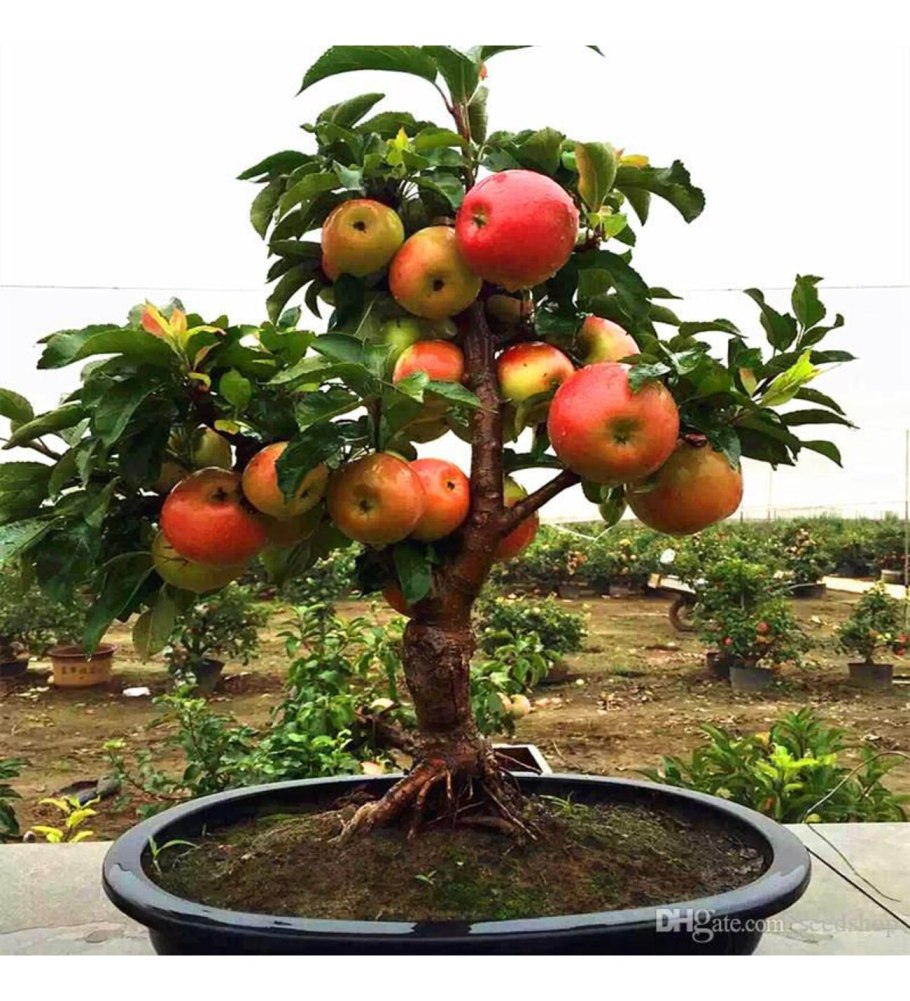 Пирамидальная яблоня