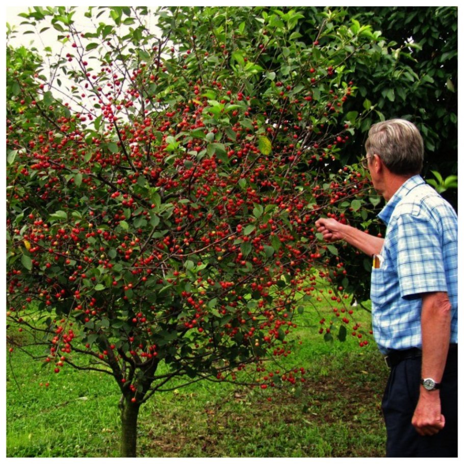 Рассада яблоня колоновидная