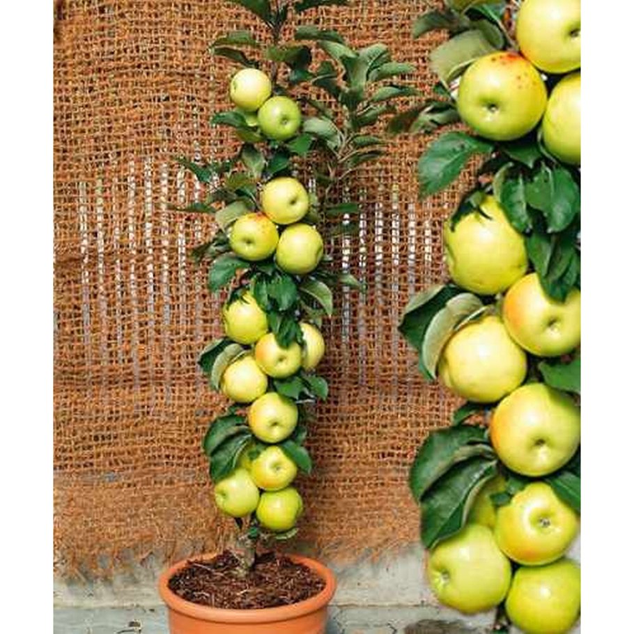 Колоновидные плодовые деревья