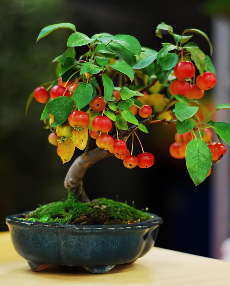 Яблоня аркад Бирюкова