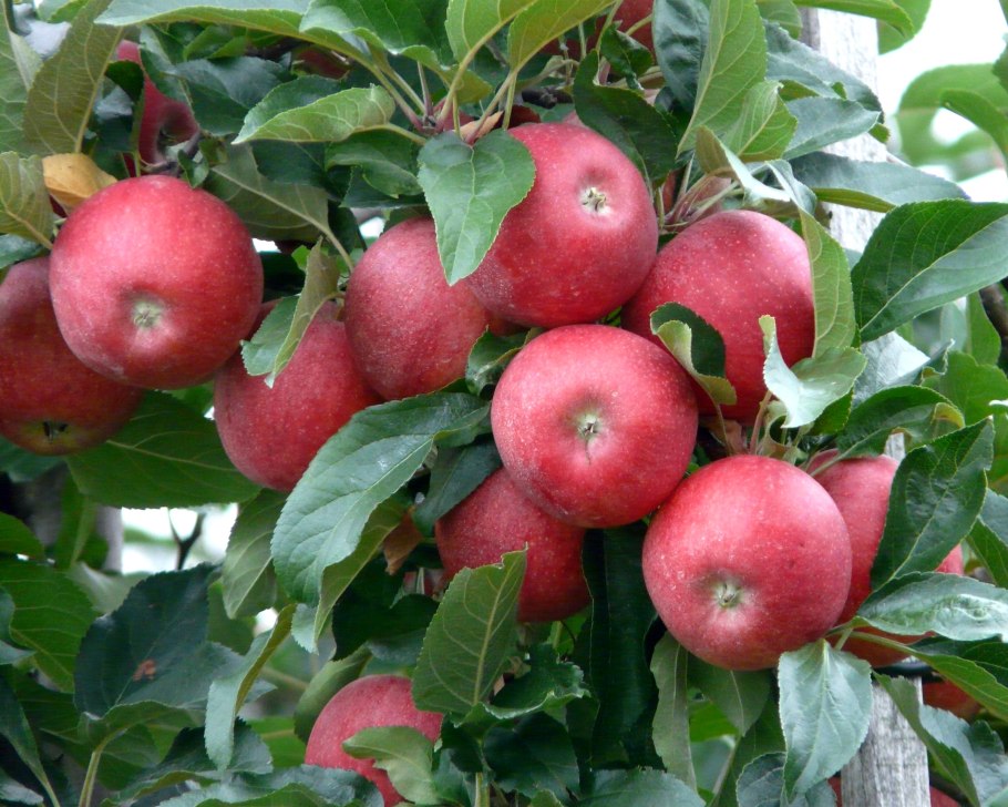 Росток абрикосового дерева