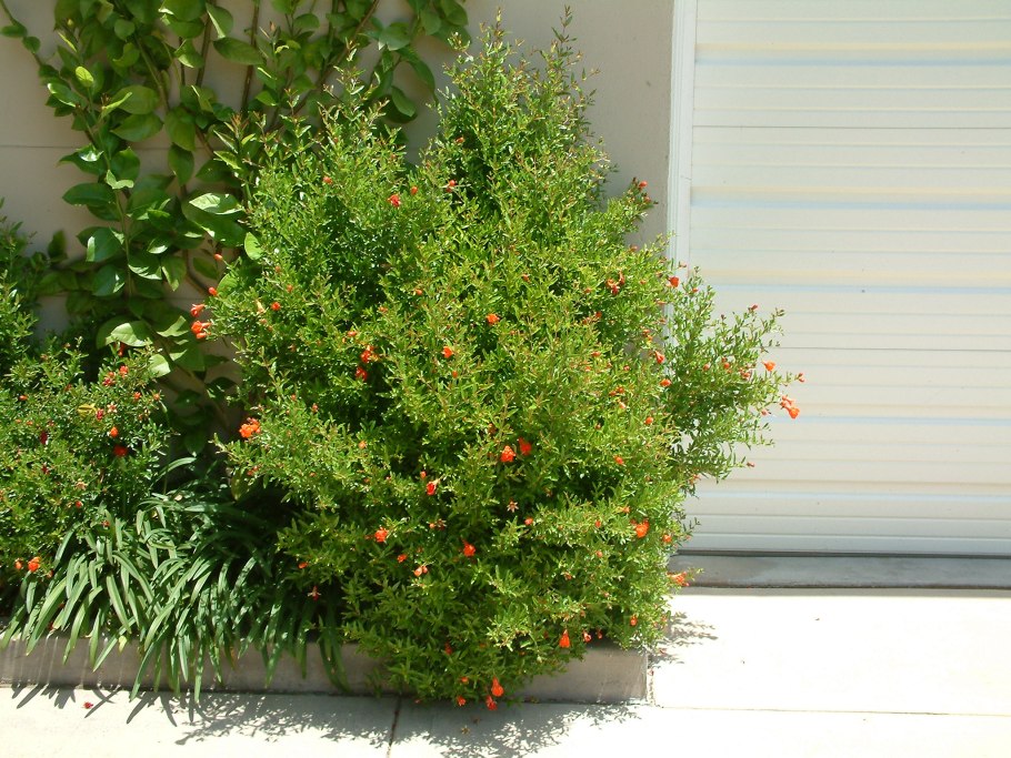 Гранат Гюлейша красная