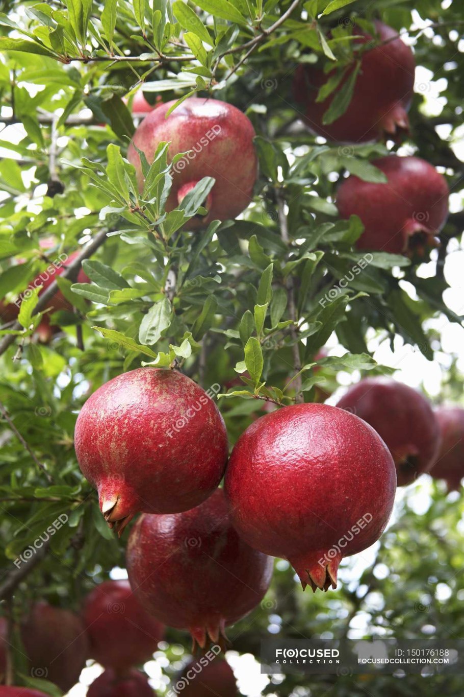 Гранат сорта Гюлоша