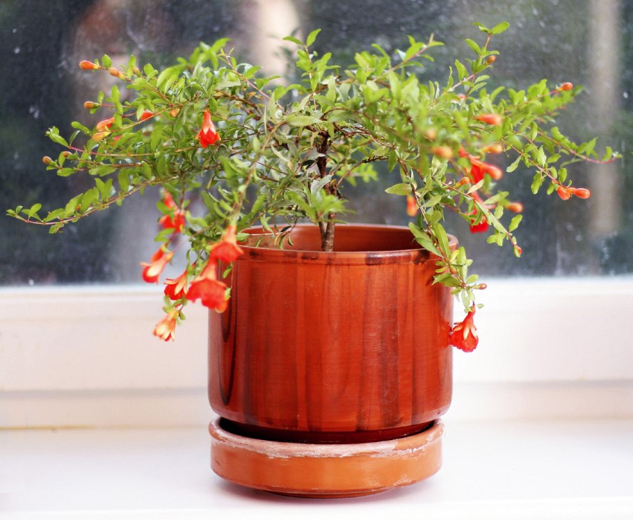 Гранат карликовый Punica Nana