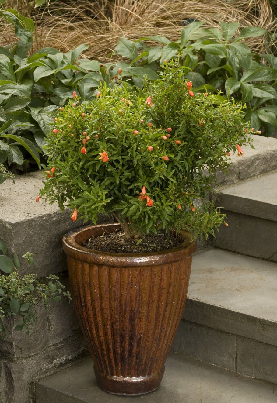 Гранатник обыкновенный