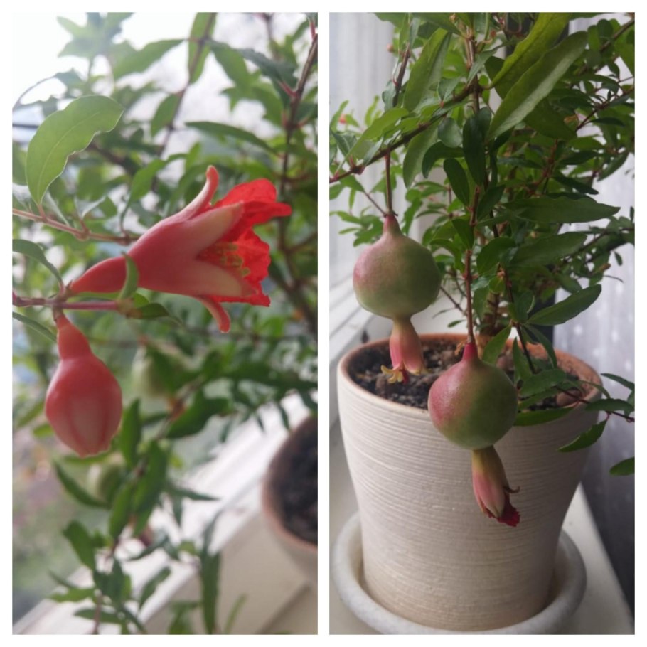 Комнатный гранат Нана