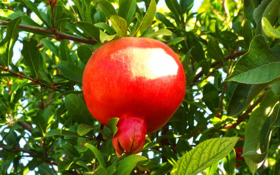 Гранат обыкновенный дерево