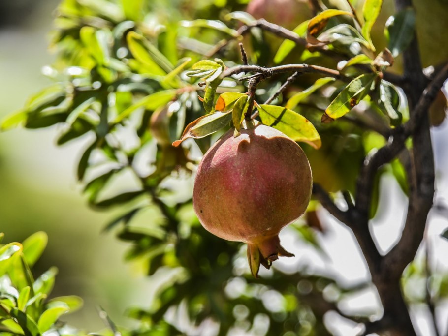 Гранат дерево Абхазия