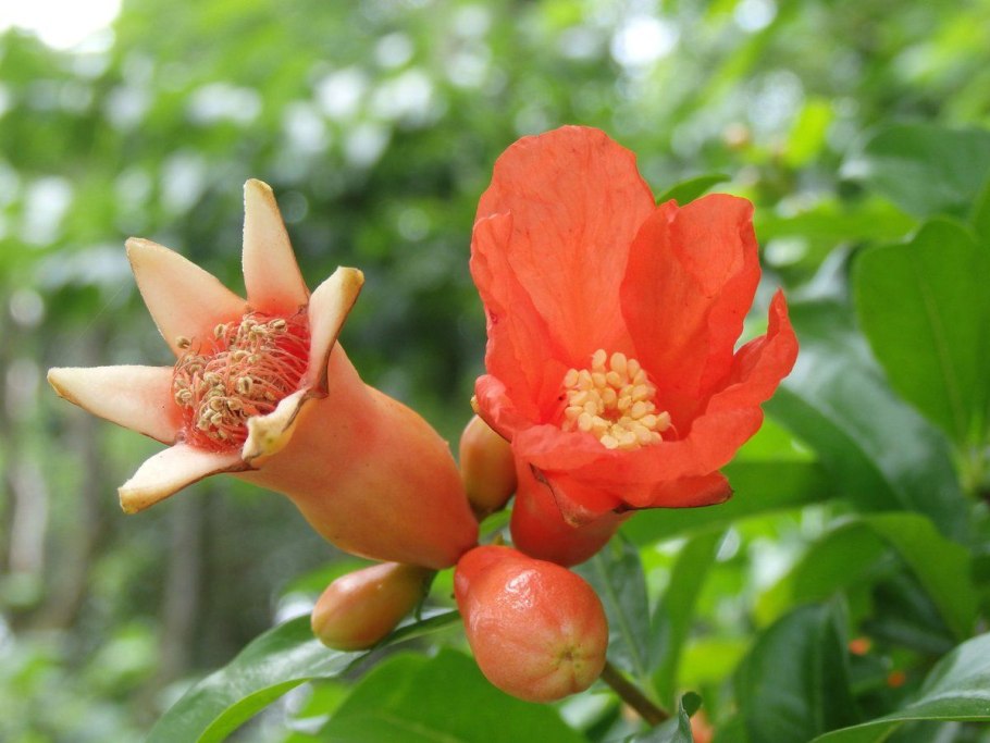 Гранат (гранатник) обыкновенный