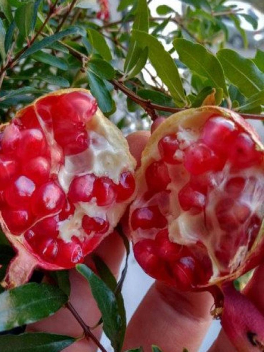 Гранатовое дерево цветение