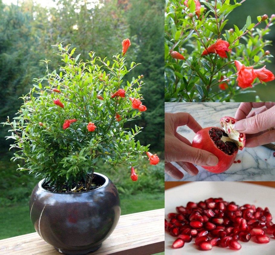 Гранат обыкновенный дерево