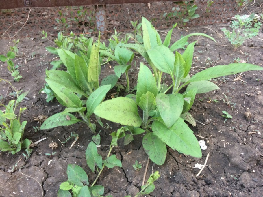 Топинамбур ростки