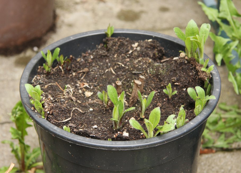 Топинамбур сорняк