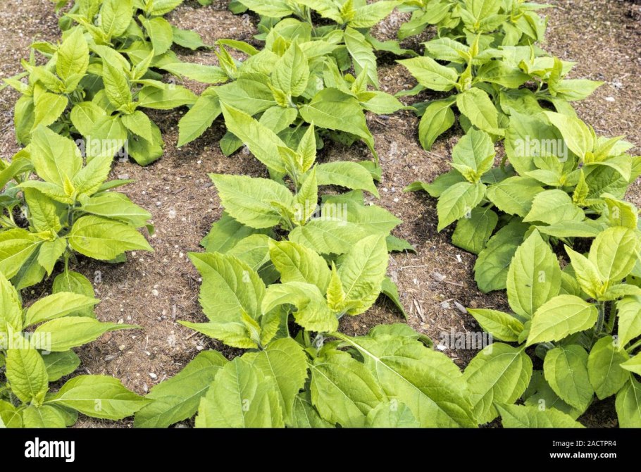 Всходы топинамбура