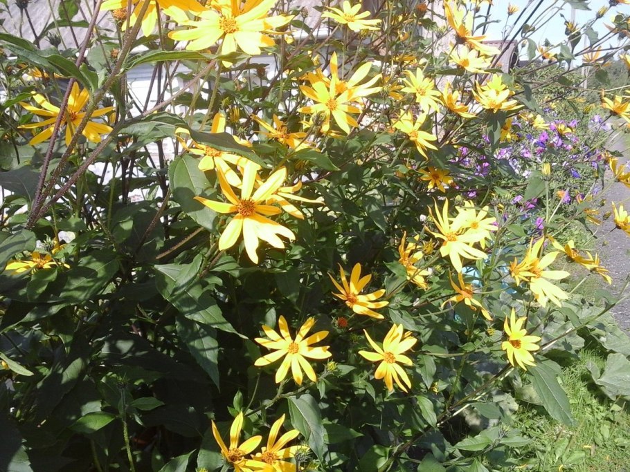 Бобисана Росток