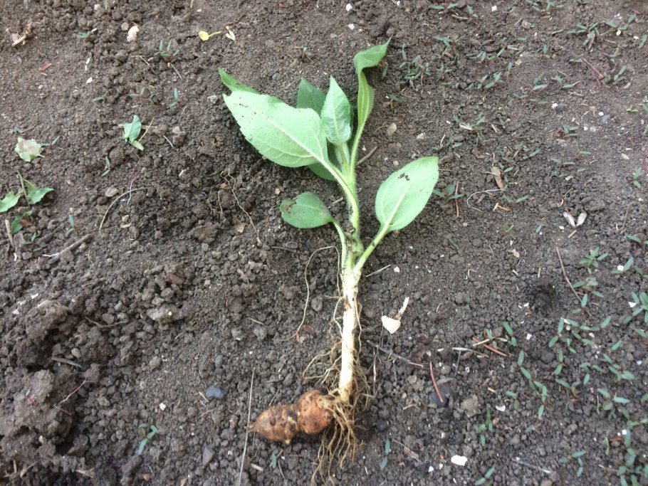 Топинамбур ботва