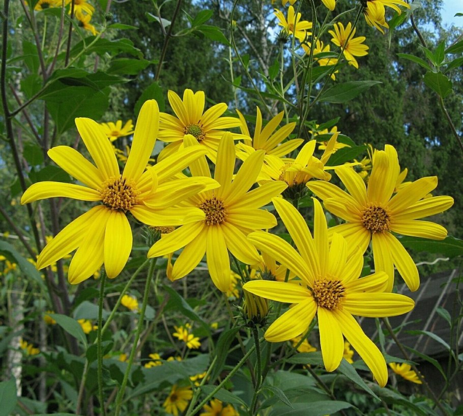 Размножение клубнями топинамбура