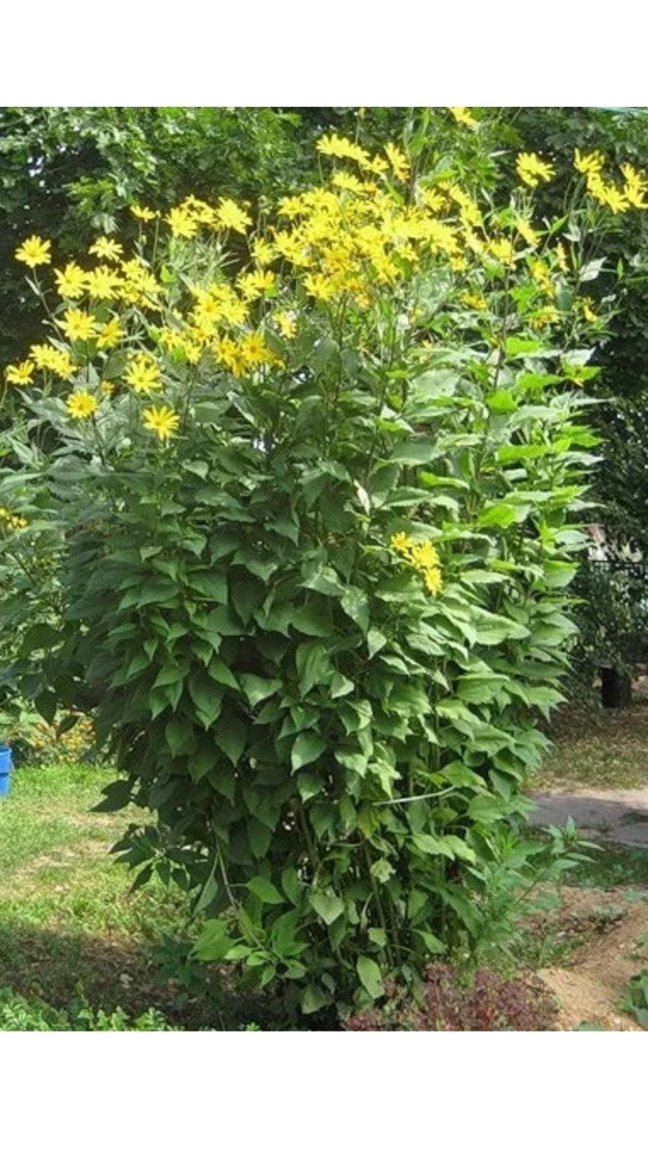 Корневые клубни топинамбура