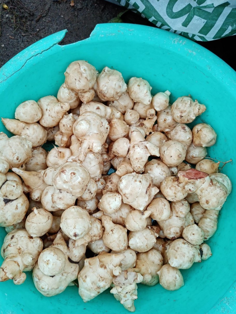 Батат и топинамбур