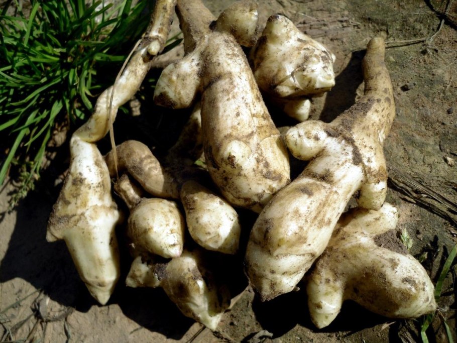 Георгины клубневые