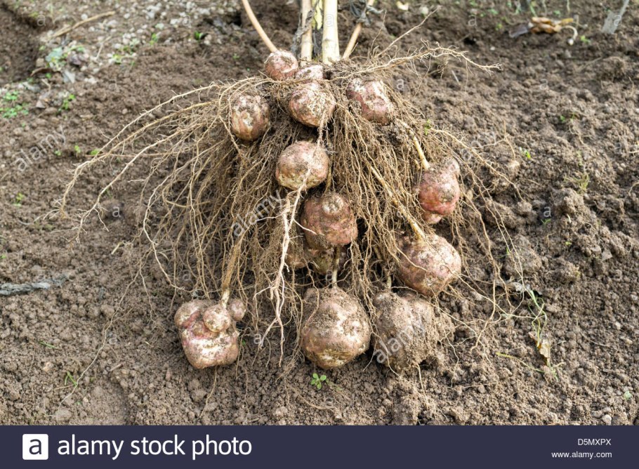 Земляная картошка топинамбур