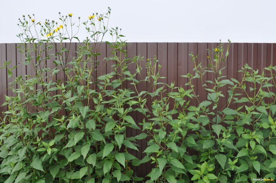 Топинамбур ростки