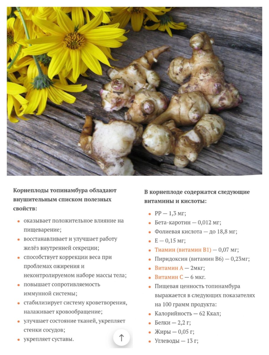 Топинамбур скороспелка