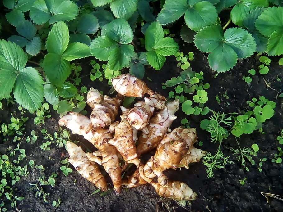 Топинамбур сорняк