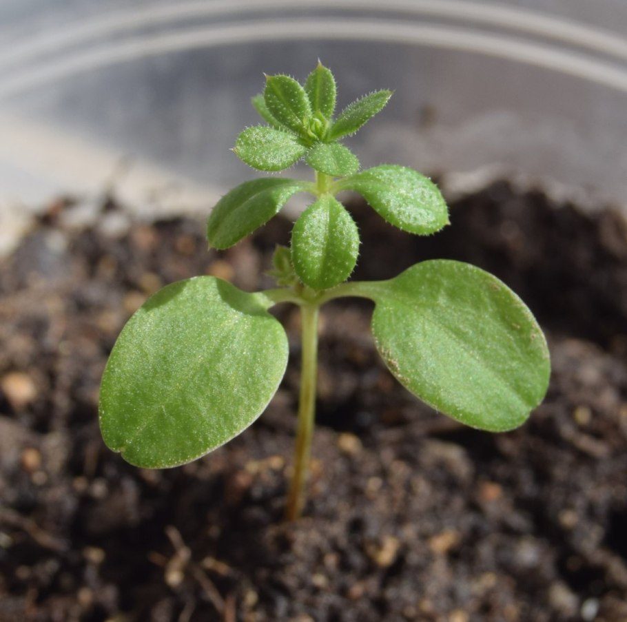 Топинамбур ростки