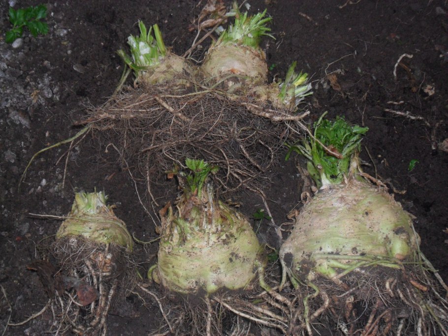 Земляная картошка топинамбур