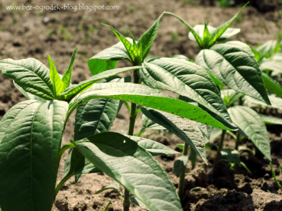 Топинамбур ростки