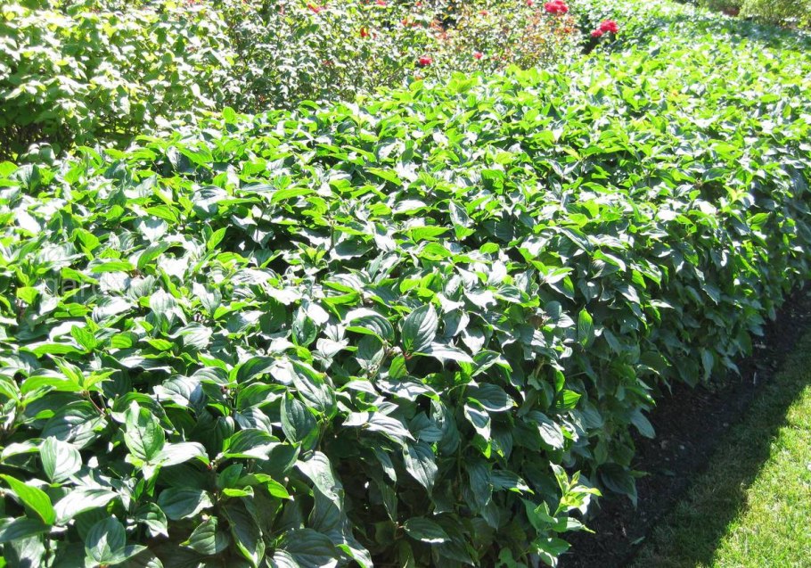 Корневая у топинамбура