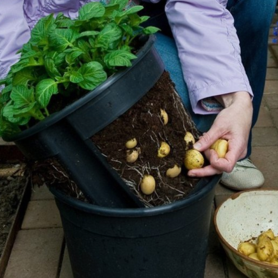 Цветок топинамбура поле