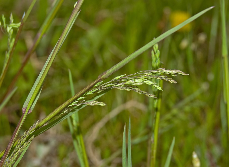 Мятлик обыкновенный (POA trivialis)