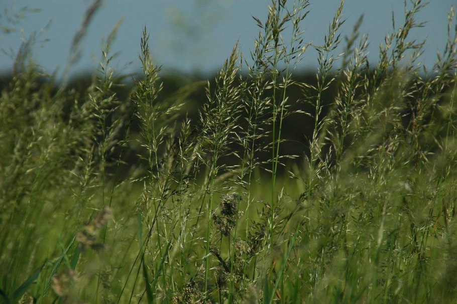 Мятлик Луговой (POA pratensis)