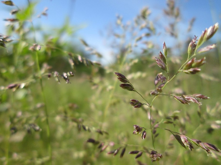 Ежа сборная Dactylis glomerata l.